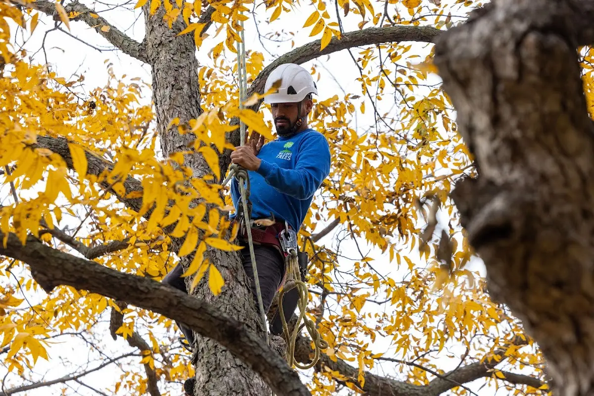 Skilled Tree Transplanting crew working in Ralston